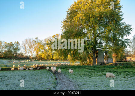 Schaf gehend über einen Fußweg im Herbst Licht bei Sonnenaufgang. Chipping Campden, Gloucestershire, Cotswolds, England Stockfoto