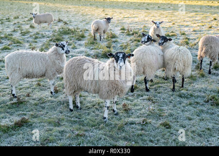 Schafe in einem frostigen Bereich im Herbst Licht bei Sonnenaufgang. Chipping Campden, Gloucestershire, Cotswolds, England Stockfoto