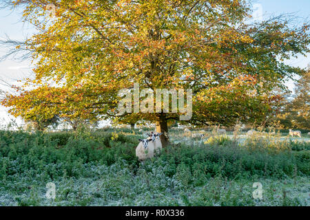 Schafe unter einem Baum im Herbst bei Sonnenaufgang. Chipping Campden, Gloucestershire, Cotswolds, England Stockfoto
