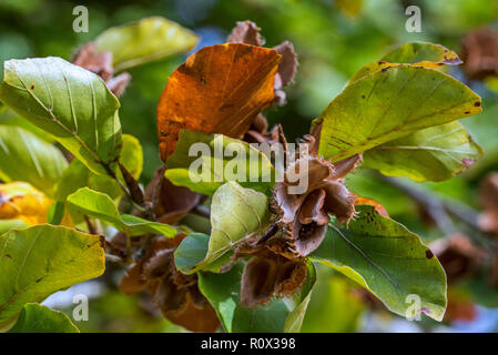 Gemeinsame europäische Buche/Buche (Fagus sylvatica) Nahaufnahme von Blättern und Nüssen in offenen cupules im frühen Herbst Stockfoto