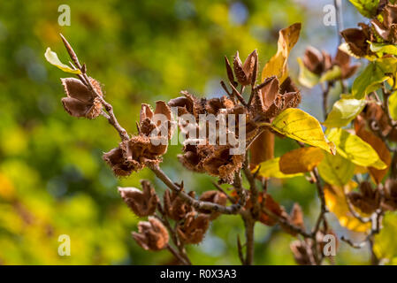 Gemeinsame europäische Buche/Buche (Fagus sylvatica) Nahaufnahme von Blättern und Nüssen in offenen cupules im frühen Herbst Stockfoto