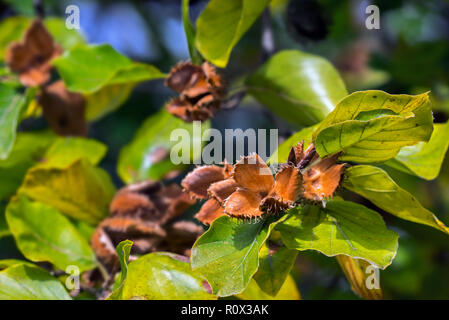 Gemeinsame europäische Buche/Buche (Fagus sylvatica) Nahaufnahme von Blätter und Öffnen cupules im frühen Herbst Stockfoto