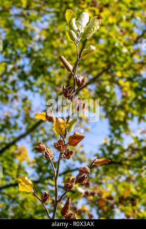 Gemeinsame europäische Buche/Buche (Fagus sylvatica) Nahaufnahme von Blättern und Nüssen in offenen cupules im frühen Herbst Stockfoto