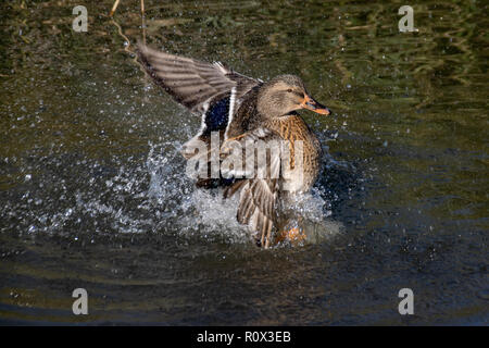 Weibliche stockente Ente waschen und Spritzwasser. Stockfoto