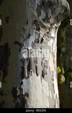 Nahaufnahme der Rinde einer alten Platane, mehrfarbige platanus Platanen oder Rinde Baum Hintergrund Stockfoto