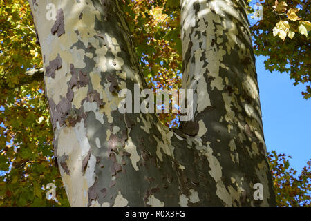 Platanus Baumstamm mit herbstlichen Laub, mehrfarbige platanus Platanen oder Rinde Baum Hintergrund Stockfoto