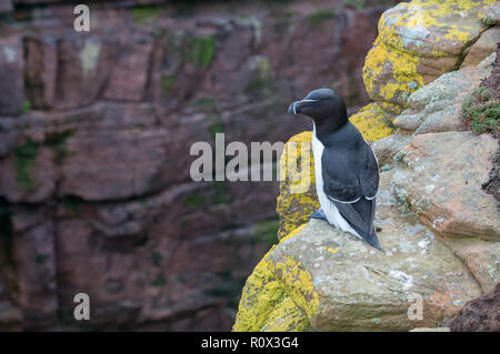 Tordalk (Alca torda) auf Handa Island, Schottland Stockfoto