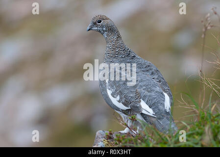 Hen Ptarmingan (Lagopus muta) in den schottischen Highlands Stockfoto