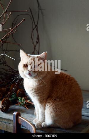 Nett schön redhead Britische Katze sitzt auf einem Holztisch in der Nähe von einem Baum und sieht nett in die Kamera. Stockfoto