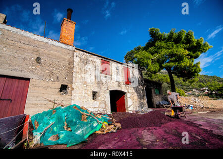 Grappa Produktion im Dorf Sveta Nedilja auf der Insel Hvar, Kroatien. Trester - links über der Weinbereitung nach Drücken der Traube. Stockfoto