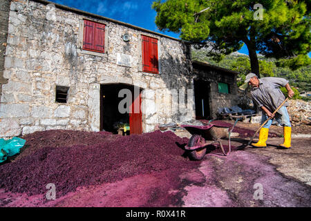 Grappa Produktion im Dorf Sveta Nedilja auf der Insel Hvar, Kroatien. Trester - links über der Weinbereitung nach Drücken der Traube. Stockfoto