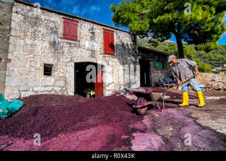 Grappa Produktion im Dorf Sveta Nedilja auf der Insel Hvar, Kroatien. Trester - links über der Weinbereitung nach Drücken der Traube. Stockfoto