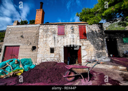 Grappa Produktion im Dorf Sveta Nedilja auf der Insel Hvar, Kroatien. Trester - links über der Weinbereitung nach Drücken der Traube. Stockfoto