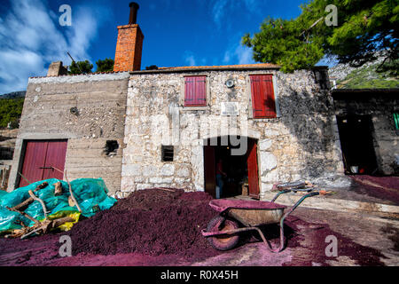 Grappa Produktion im Dorf Sveta Nedilja auf der Insel Hvar, Kroatien. Trester - links über der Weinbereitung nach Drücken der Traube. Stockfoto