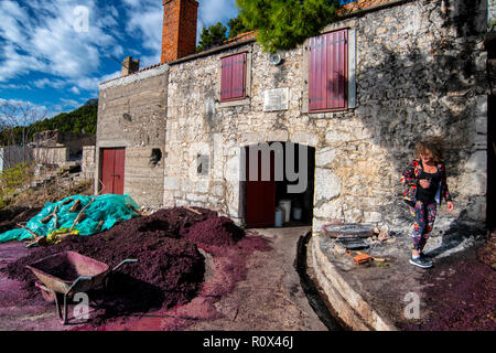 Grappa Produktion im Dorf Sveta Nedilja auf der Insel Hvar, Kroatien. Trester - links über der Weinbereitung nach Drücken der Traube. Stockfoto