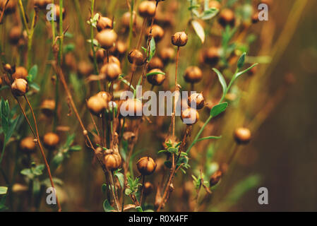 Gemeinsame Flachs oder Lein (Linum usitatissimum) kapseln Reifung in Bebautes Feld Stockfoto