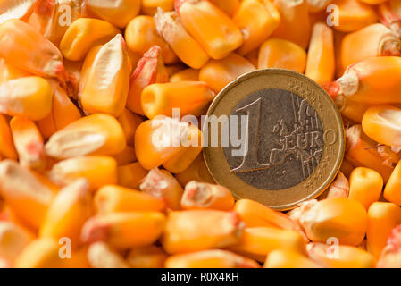 Ein Euro Münze in geernteten Mais kernel Heap, konzeptionelle Bild für Mais Warenhandel, aus der Nähe. Stockfoto