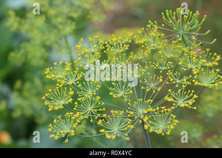 Nahaufnahme einer Dill Blume Bildschirm Stockfoto