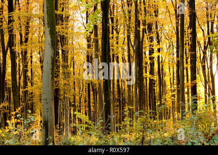 Nachmittag Herbst Sonnenlicht im November scheint durch Buche Bäume und Blätter in Wäldern. Dorset England UK GB Stockfoto