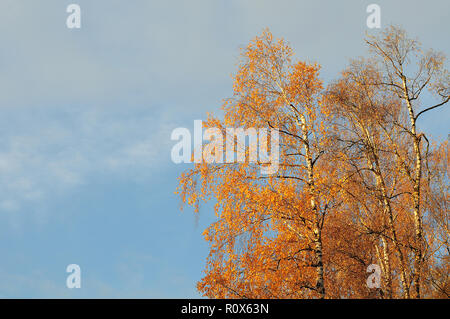 Birken an sonnigen Herbst morgen mit gelben Blättern vor blauem Himmel Stockfoto