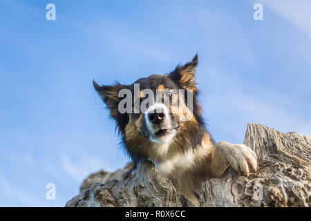 Eine dreifarbige Border Collie, die sich aus einem hohlen Baumstamm und nach unten schauen in die Kamera mit einem besorgten Gesichtsausdruck. Stockfoto