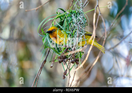 Cape Weaver Ploceus capensis Geelbek, West Coast National Park, Südafrika 8 September 2018 erwachsenen männlichen Weben sein Nest. Ploceidae Stockfoto