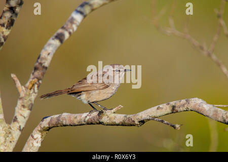 Karoo Scrub Robin Cercotrichas coryphoeus coryphoeus West Coast National Park, Western Cape, Südafrika 8 September 2018 nach Muscicapida Stockfoto