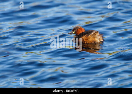 Zwergtaucher Tachybaptus ruficollis capensis in der Nähe von Darling, Western Cape, Südafrika 8 September 2018 nach Podicipedidae Stockfoto