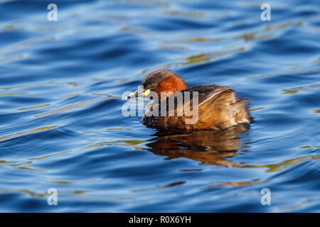Zwergtaucher Tachybaptus ruficollis capensis in der Nähe von Darling, Western Cape, Südafrika 8 September 2018 nach Podicipedidae Stockfoto