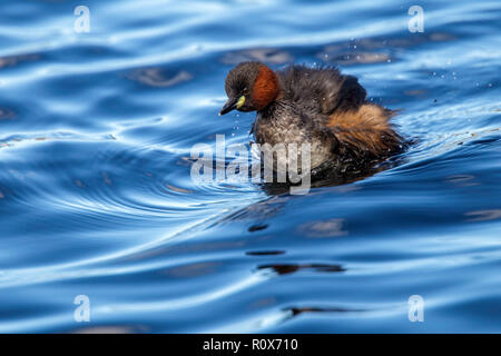 Zwergtaucher Tachybaptus ruficollis capensis in der Nähe von Darling, Western Cape, Südafrika 8 September 2018 Nach schütteln. Podicipedida Stockfoto