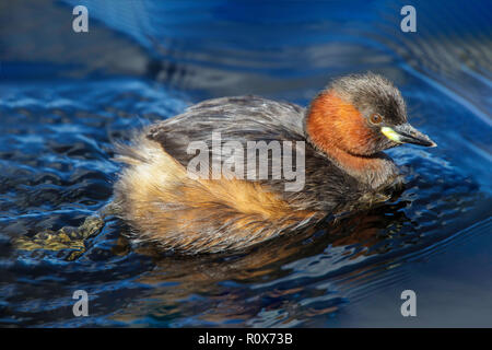 Zwergtaucher Tachybaptus ruficollis capensis in der Nähe von Darling, Western Cape, Südafrika 8 September 2018 nach Podicipedidae Stockfoto