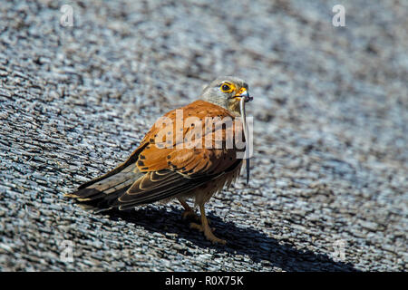 Rock Kestrel Falco rupicolus Geelbek, West Coast National Park, Südafrika 8 September 2018 männlichen Erwachsenen mit einem Graben Skink. Falconidae Stockfoto