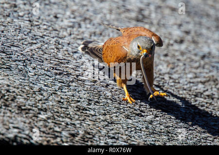 Rock Kestrel Falco rupicolus Geelbek, West Coast National Park, Südafrika 8 September 2018 männlichen Erwachsenen mit einem Graben Skink. Falconidae Stockfoto