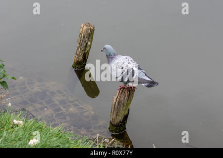 Eine typische Grau Urban Taube (Columba livia) Sitzstangen auf eine aufrechte Stück Holz, die aus dem Fluss Avon in Chippenham Wilts Stockfoto