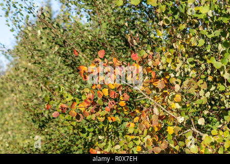 Bunte Laub an einem sonnigen Herbsttag mit der Rot- und Goldtönen gegen Grüns. Chippenham Wiltshire UK Stockfoto