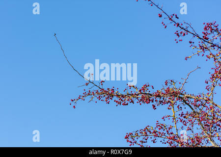 Zweige von einem Weißdorn (Rosa Moschata) mit reifen roten Beeren oder HAWS vor einem blauen Herbsthimmel. Chippenham Wiltshire UK Stockfoto