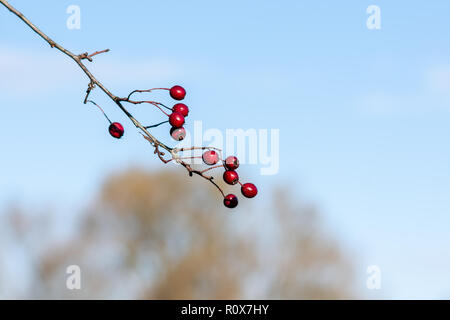 Eine einzige Zweigniederlassung von einem Weißdorn (Rosa Moschata) mit reifen roten Beeren oder HAWS vor einem blauen Herbsthimmel. Chippenham Wiltshire UK Stockfoto