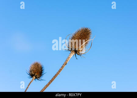 2 braune trockene Staats Wilde Karde (Dipsacus fullonum) auf spiky Stämme gegen einen klaren, blauen Herbsthimmel Stockfoto