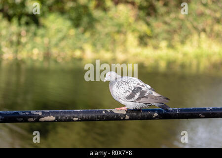 Eine städtische Taube oder rock Taube (Columba livia domestica) in einem kauernden Barsch auf einem metallgeländer vor dem Fluss Avon in Middlesex Stockfoto