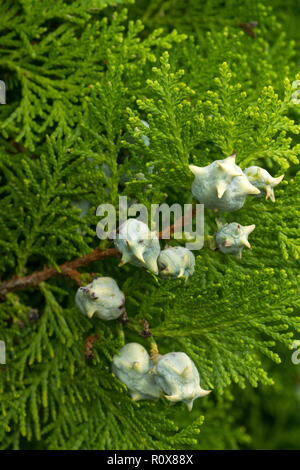 Die chinesische Thuja (Platycladus orientalis) hat sehr markante unreifen Zapfen. Bläuliches Weiß auf den ersten, drehen Sie braun werden wenn sie reif sind. Stockfoto