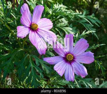 Ursprünglich aus Mexiko Cosmos Blumen jetzt kommen in eine Vielzahl von Formen und Farben und die Blumen, die bis zum ersten Frost. Stockfoto