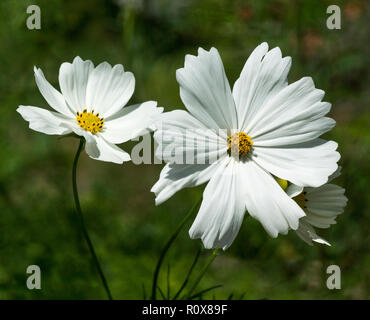 Ursprünglich aus Mexiko Cosmoss Blumen jetzt in einer Vielzahl von Formen und Farben und die Blumen, die bis zum ersten Frost kommen. Die weißen var. ist Reinheit. Stockfoto