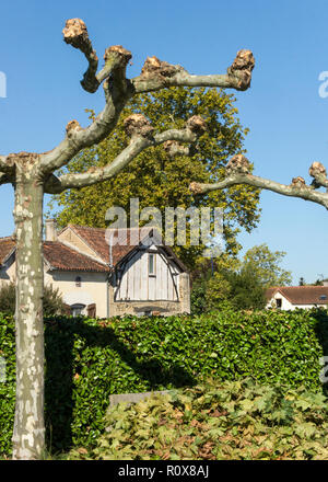 Vor kurzem pollarded London Platane (Platanus x acerifolia). im Südwesten Frankreichs. Stockfoto