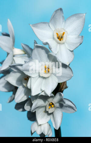 Das Papier weiße Narzisse (Narcissus tazetta papyraceus) ist eine wild lebende Arten. Sie stammt aus dem südlichen Europa. Stockfoto