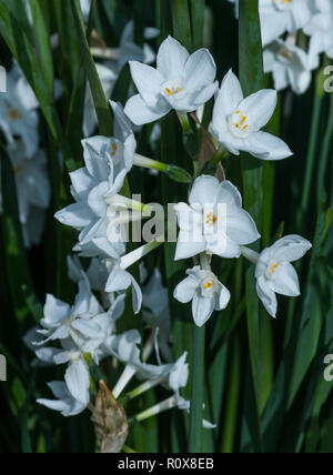 Das Papier weiße Narzisse (Narcissus tazetta papyraceus) ist eine wild lebende Arten. Sie stammt aus dem südlichen Europa. Stockfoto