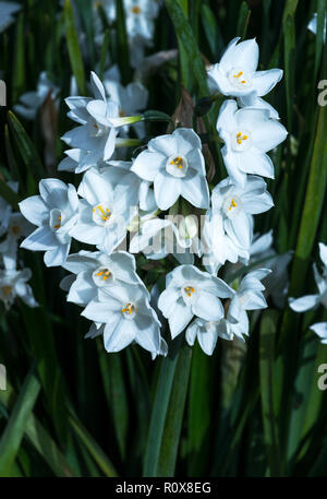 Die Papierweißnarzisse (Narcissus tazetta papyraceus) ist eine wilde Art, die aus Südeuropa stammt.Foto in Südwestfrankreich. Stockfoto