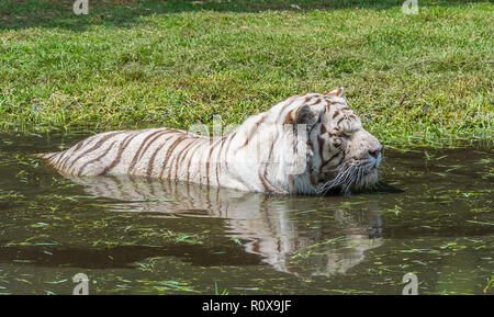 Weißer Tiger versteckt im Wasser von der Sommerhitze Stockfoto