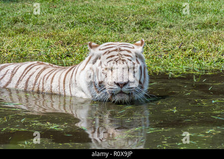 Weißer Tiger versteckt im Wasser von der Hitze und bei Ihnen. Stockfoto