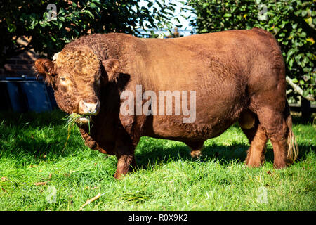 Dexter Stier - Tierische, Viehzucht, Landwirtschaft, Tier, das Verhalten der Tiere, Rindfleisch, Braun, Kuh, Milch und Milchprodukten, England, Europa, Betrieb, Feld, Horizontal, Gehörnten, Stockfoto