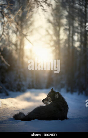 Finnische Lapphund in verschneite Winterlandschaft mit Blick auf die Kamera. Stockfoto